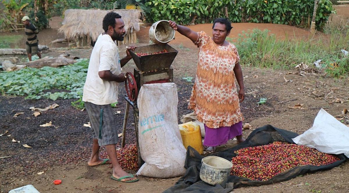 Opportunities and challenges for coffee production in PNG’s highlands