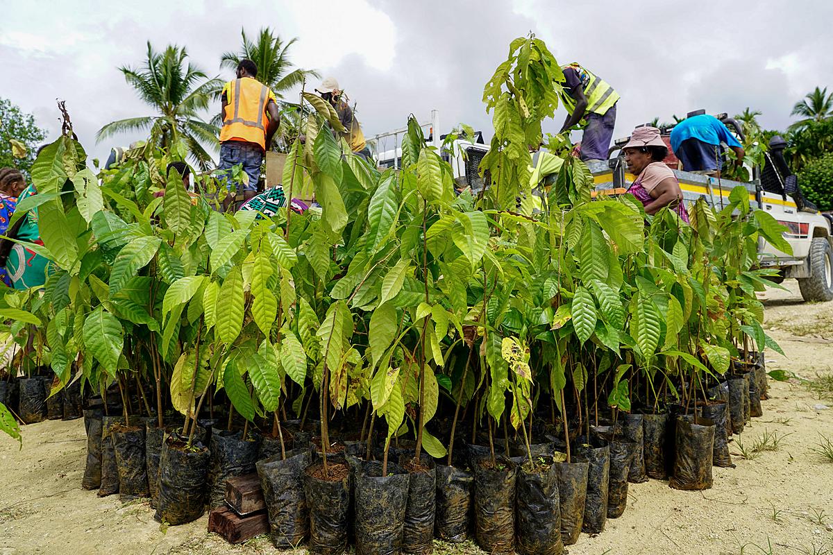MRDC Expands Cocoa Project from Gulf to Southern Highlands